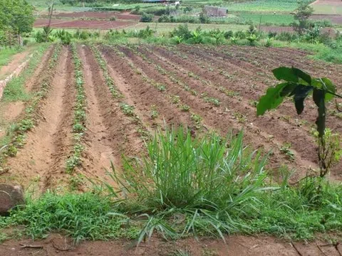 Một ngân hàng rao bán loạt đất ruộng, đất rừng: Có lô đất hết hạn sử dụng gần 10 năm