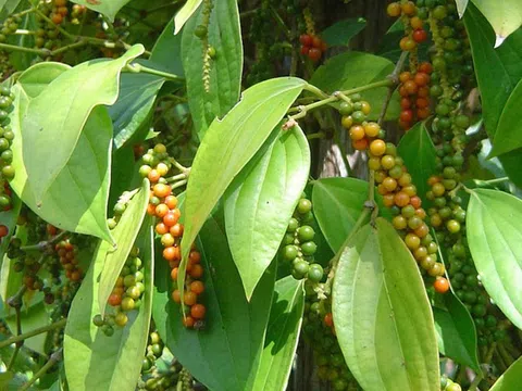 Giá tiêu hôm nay 14/02: Đồng loạt tăng tại nhiều địa phương