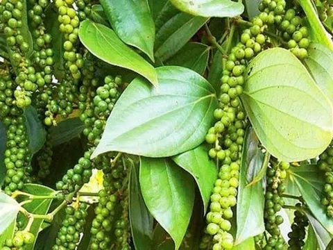 Giá tiêu hôm nay 15/2: Cán mốc 85.000 đồng/kg