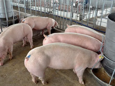 Giá heo hơi hôm nay 16/02: Biến động trái chiều từ 1.000 - 2.000 đồng/kg