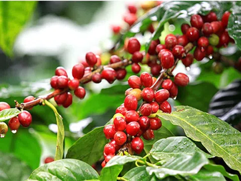 Giá cà phê hôm nay 16/2: Giảm hơn 1.000 đồng/kg