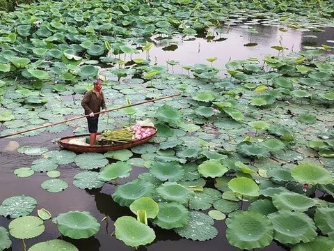 Hà Nội: Đấu giá cho thuê 35.000m2 đất tại Tây Hồ