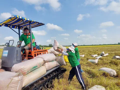 Thủ tướng chỉ thị đẩy mạnh sản xuất, kinh doanh, xuất khẩu lúa, gạo bền vững