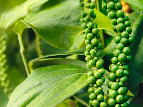Giá tiêu hôm nay 09/03: Cao nhất 95.000 đồng/kg