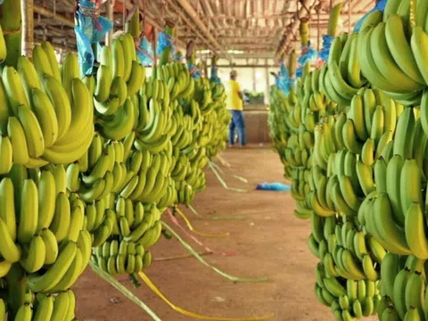 Lý do giá chuối xuất khẩu tăng trở lại