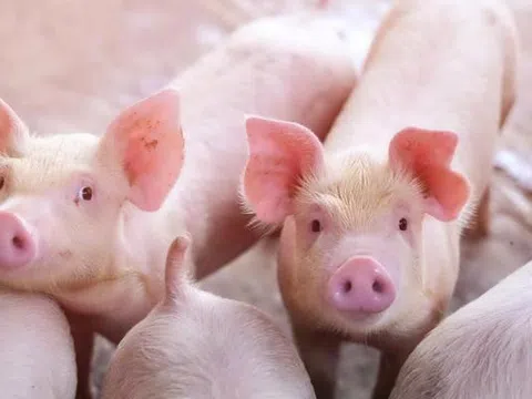 Giá heo hơi hôm nay 14/3: Cao nhất 60.000 đồng/kg