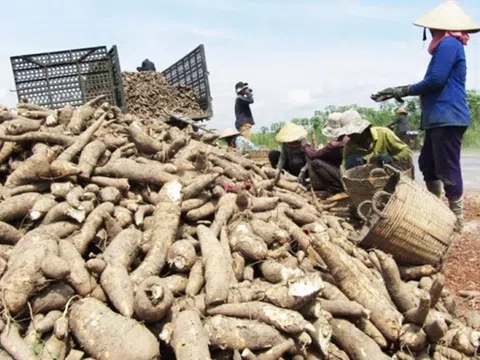 Xuất khẩu sắn hướng đến mục tiêu kim ngạch 2 tỷ USD vào năm 2030