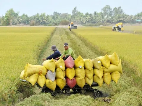 Sẽ đảm bảo nhu cầu xuất khẩu hơn 8 triệu tấn gạo